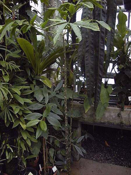 Dracontium spruceanum