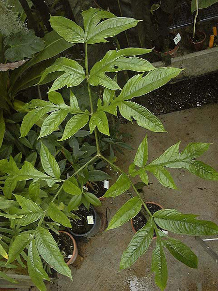 Dracontium spruceanum