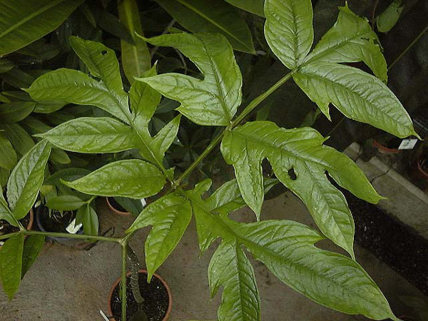 Dracontium spruceanum
