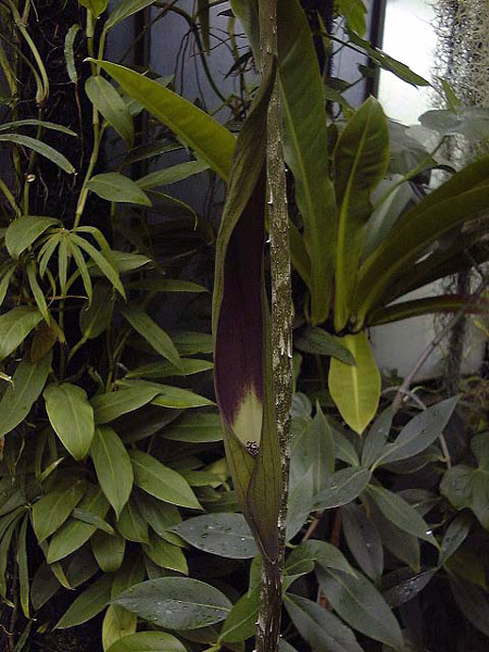 Dracontium spruceanum