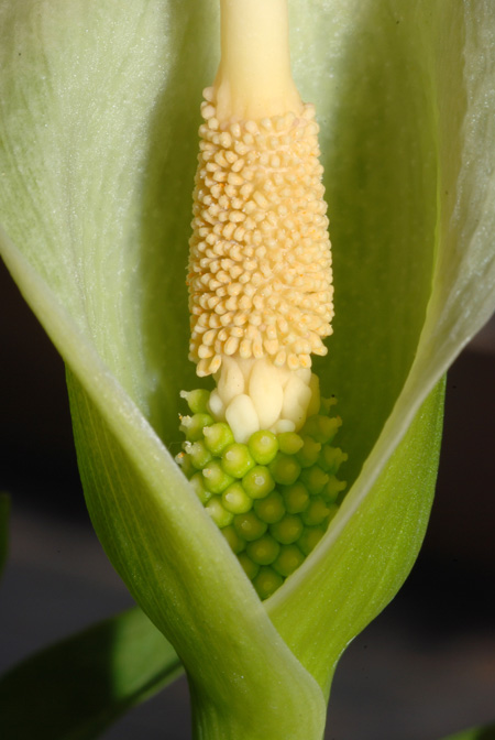 Dracunculus canariensis
