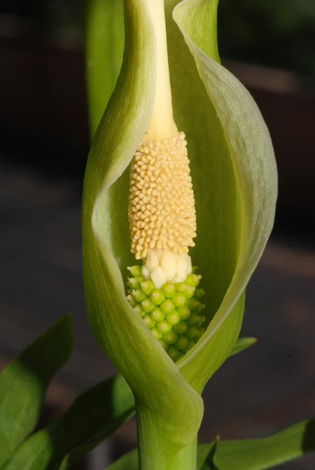 Dracunculus canariensis