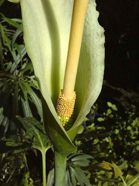 Dracunculus canariensis