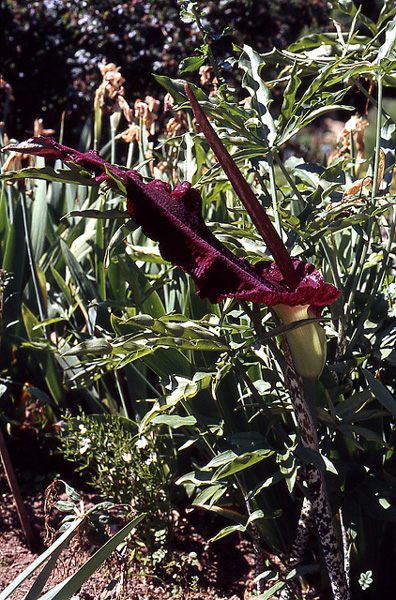 Dracunculus vulgaris