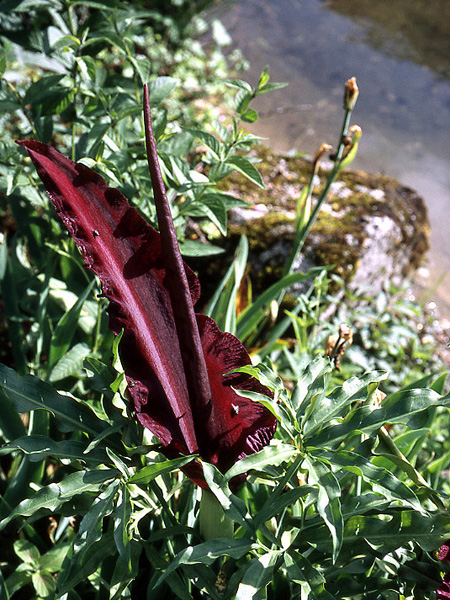 Dracunculus vulgaris