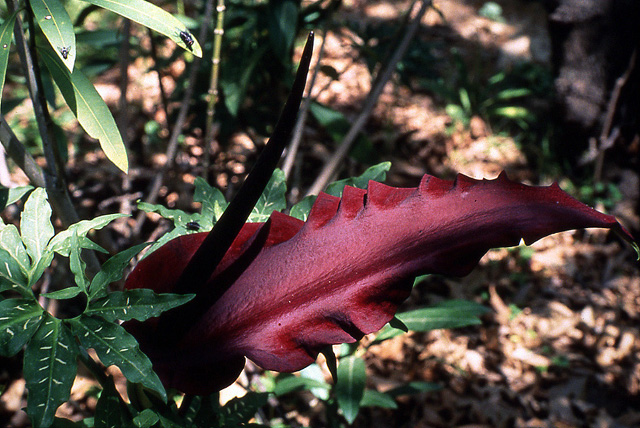 Dracunculus vulgaris
