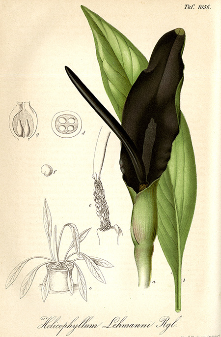 Eminium lehmannii