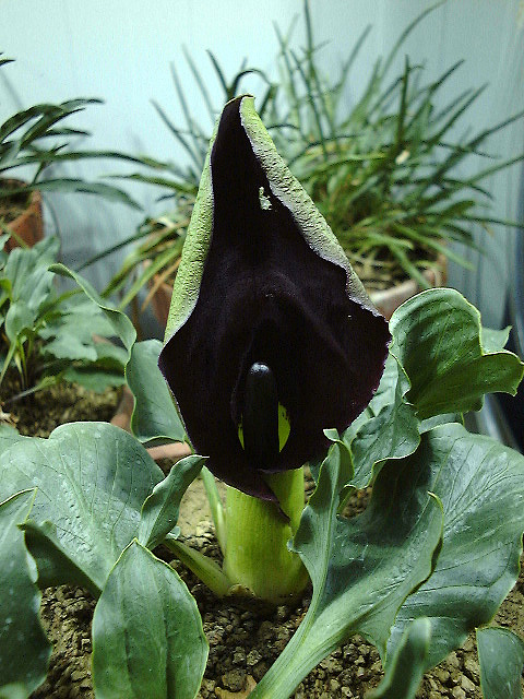Eminium rauwolfii