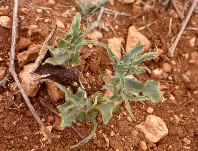 Eminium spiculatum