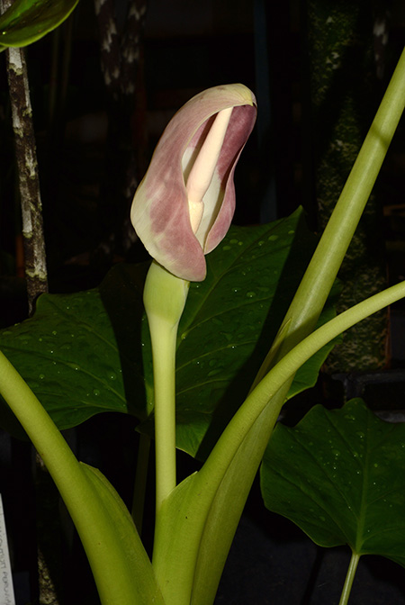 Englerarum montanum