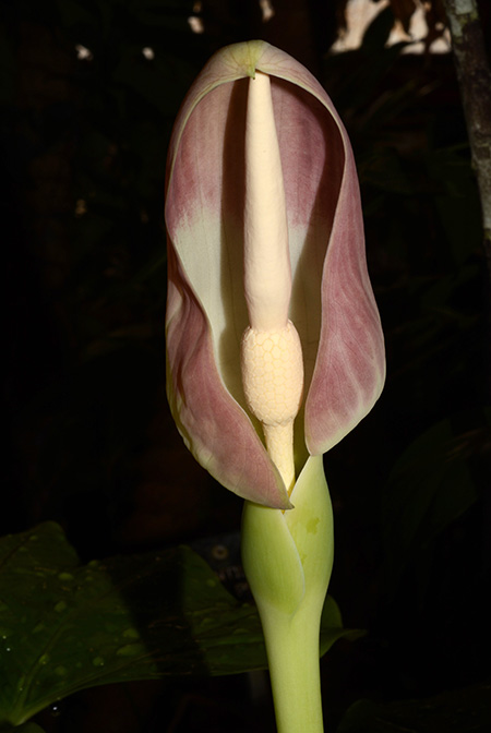 Englerarum montanum