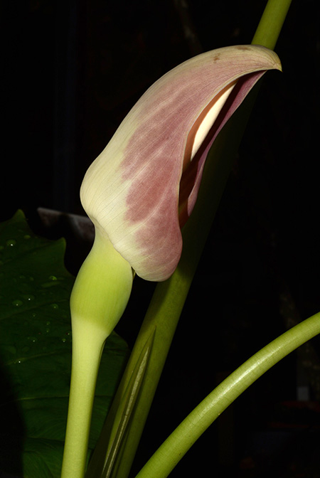 Englerarum montanum