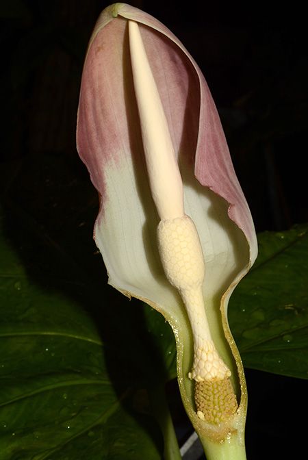 Englerarum montanum