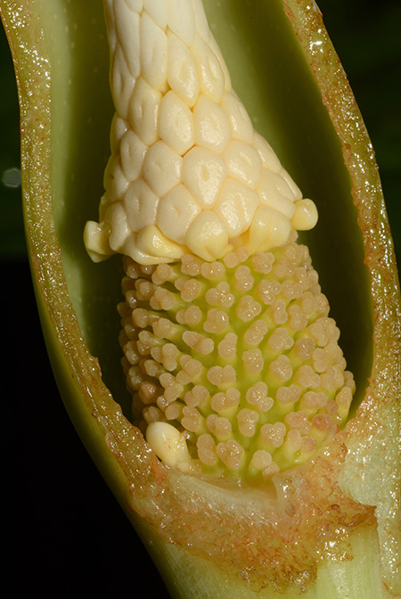 Englerarum montanum