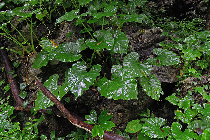 Englerarum montanum