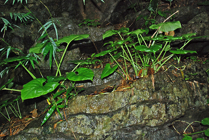 Englerarum montanum