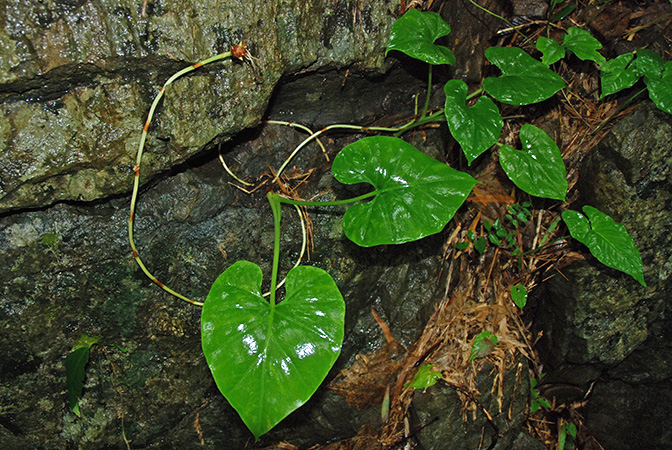Englerarum montanum