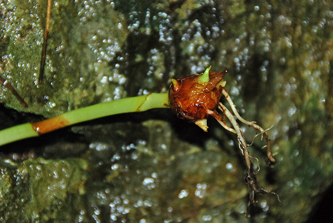Englerarum montanum