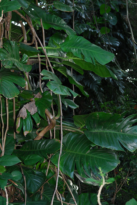 Epipremnum aureum