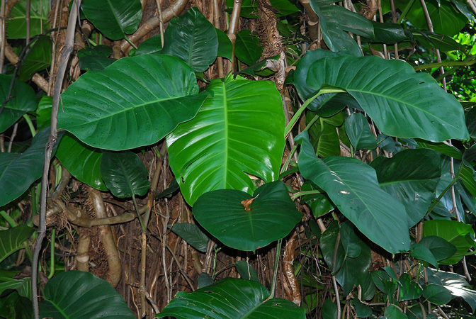 Epipremnum aureum