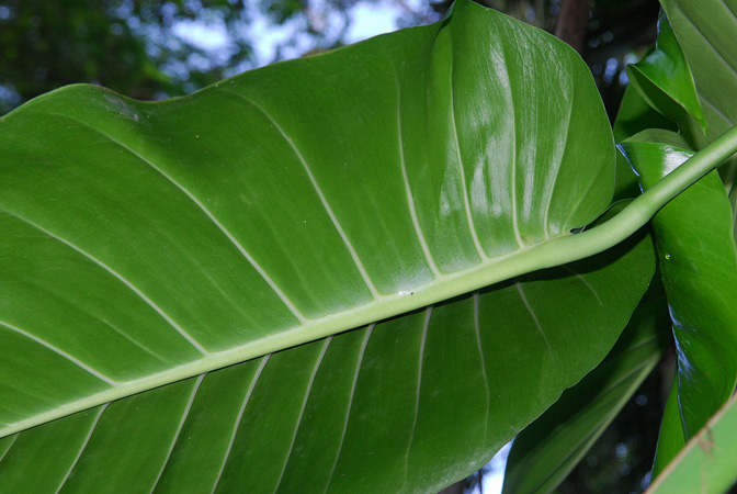 Epipremnum aureum