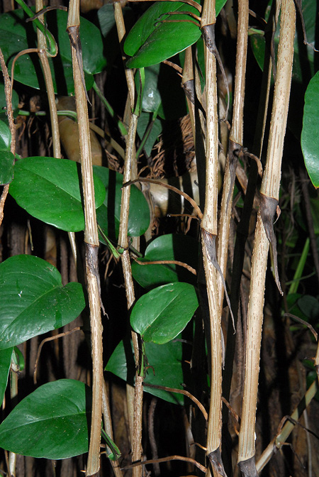 Epipremnum aureum