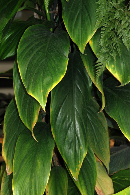 Epipremnum carolinense