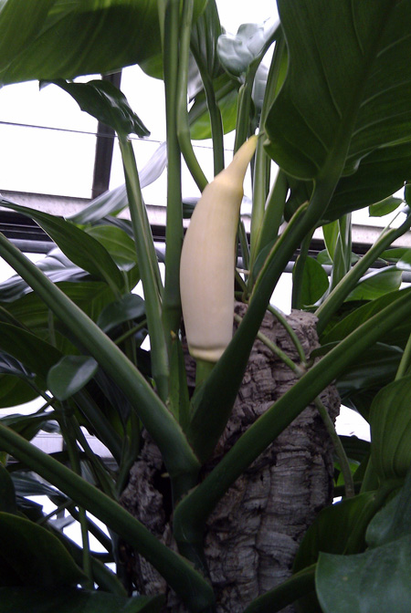 Epipremnum carolinense