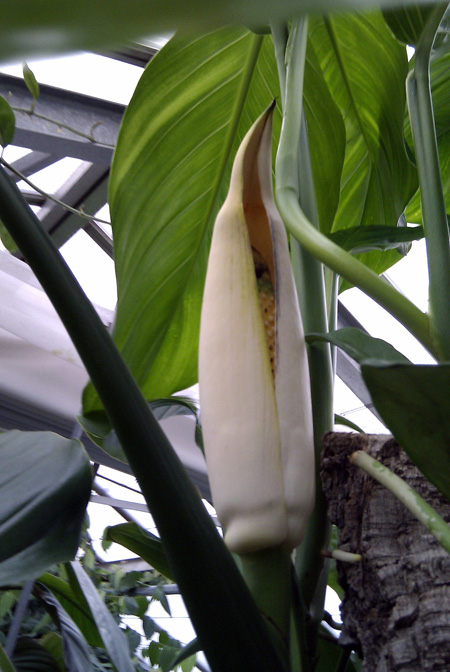 Epipremnum carolinense