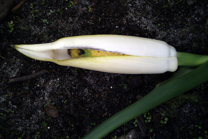 Epipremnum carolinense