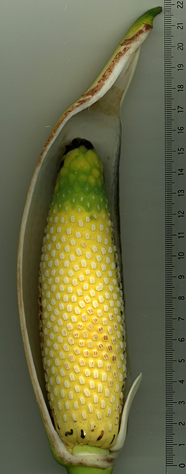 Epipremnum carolinense
