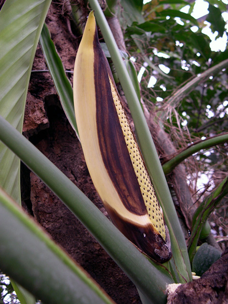 Epipremnum falcifolium