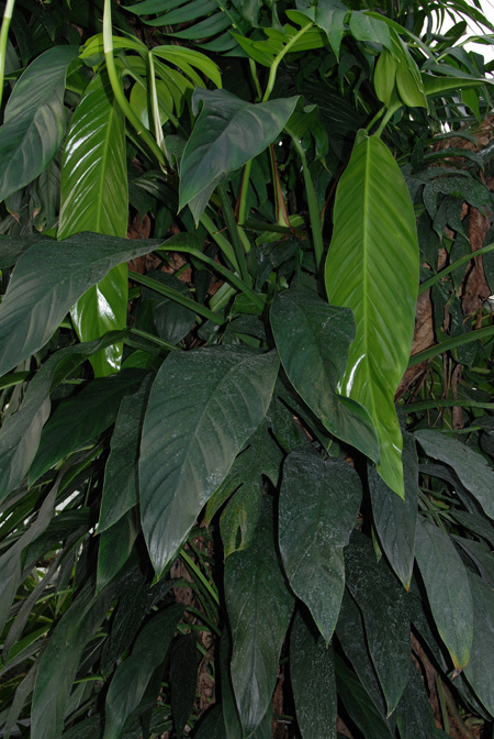 Epipremnum falcifolium