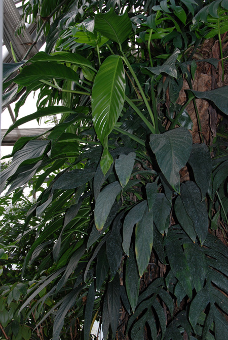 Epipremnum falcifolium