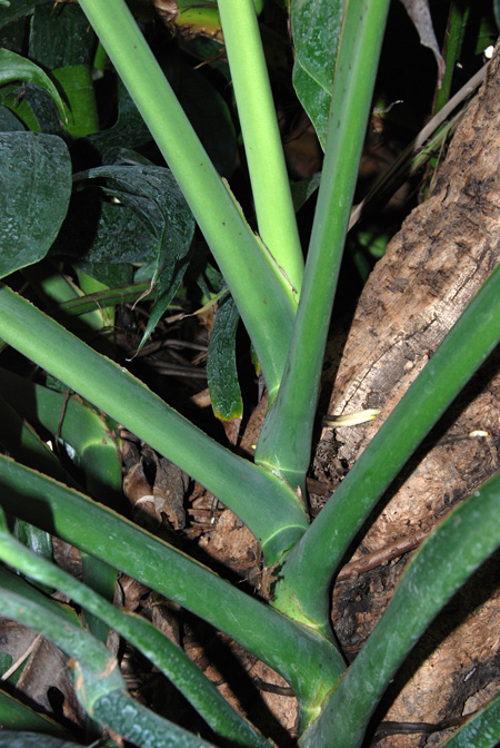 Epipremnum falcifolium