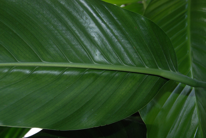 Epipremnum falcifolium