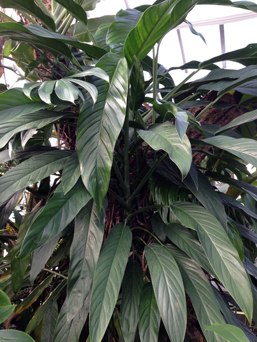 Epipremnum falcifolium