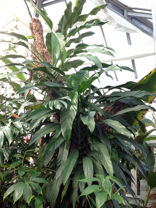 Epipremnum falcifolium