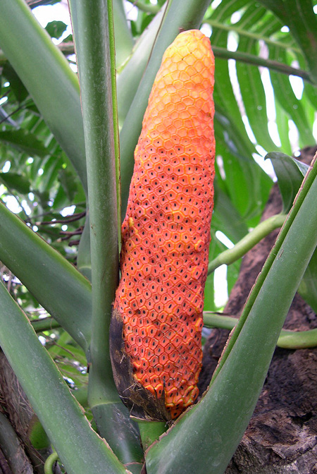 Epipremnum falcifolium