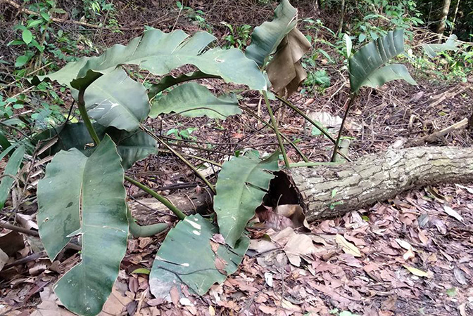 Epipremnum giganteum