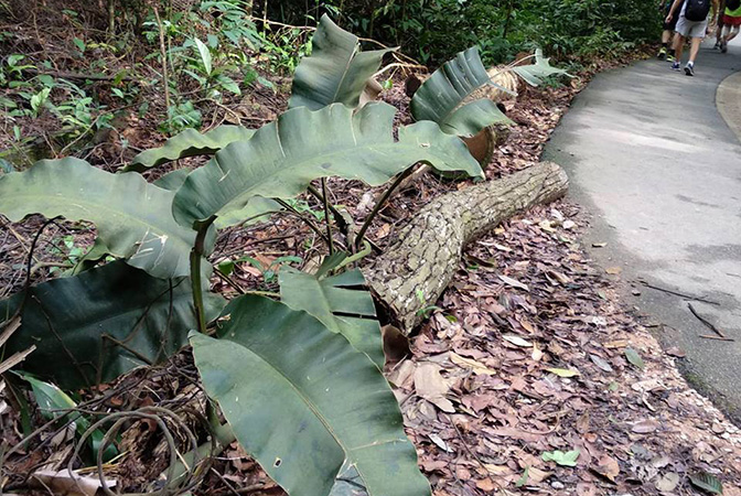Epipremnum giganteum