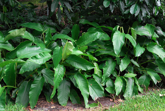 Epipremnum giganteum