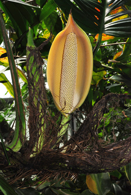 Epipremnum pinnatum