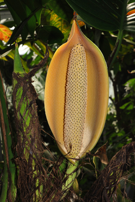 Epipremnum pinnatum