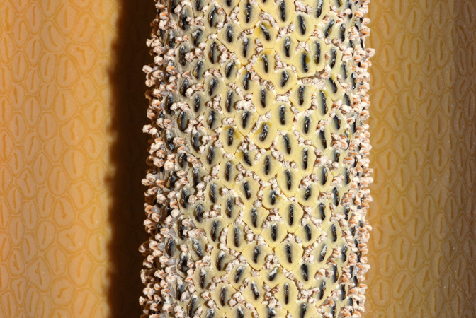 Epipremnum pinnatum