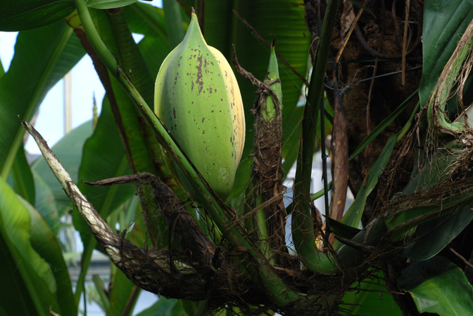 Epipremnum pinnatum