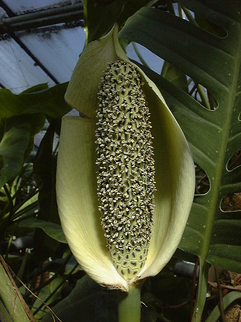 Epipremnum pinnatum