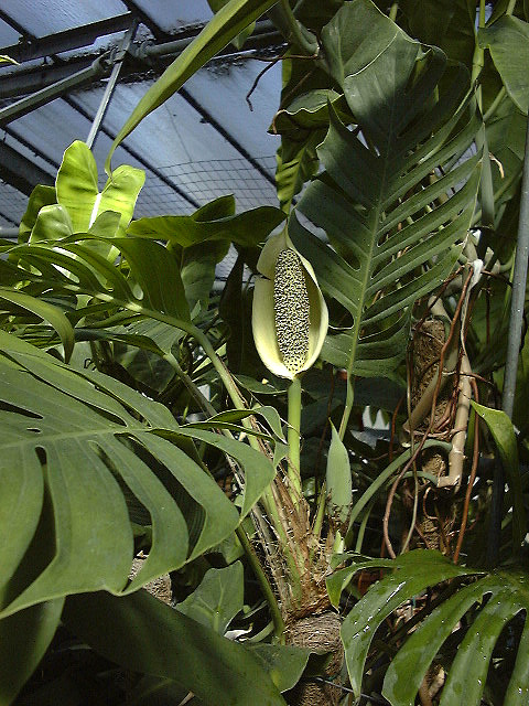 Epipremnum pinnatum