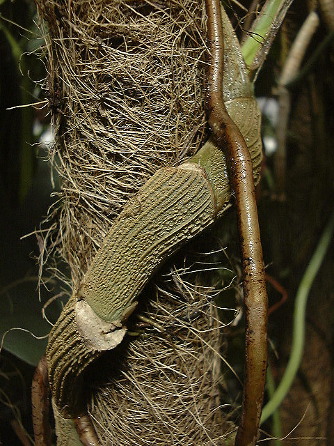Epipremnum pinnatum