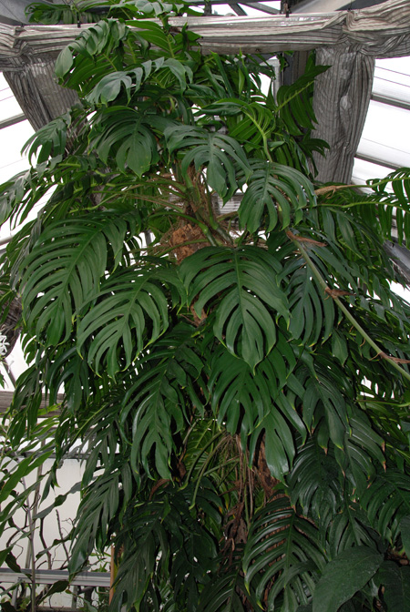 Epipremnum pinnatum
